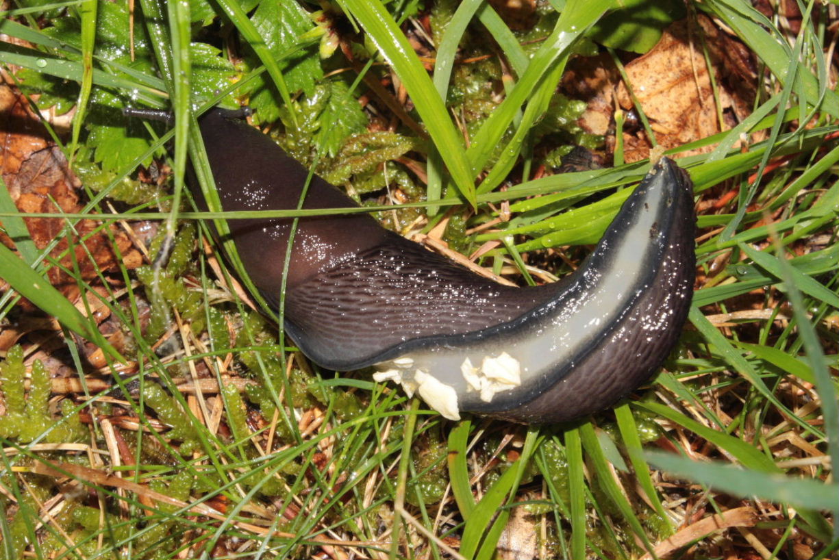 Limax maximus (?) da Lame-Rezzoaglio (GE)